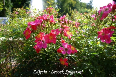 fot. Leszek Spigarski