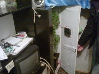 Przy telewizorze hodowała marihuanę