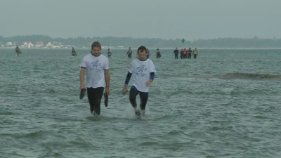 Śledzie przemaszerowały przez Zatokę Pucką