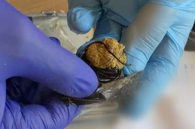 Narkotyki ukryte między szkolnymi notatkami. Sprawą zajmie się sąd rodzinny