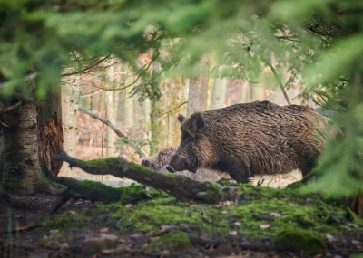 Gdynia podpowiada Polsce, jak radzić sobie z dzikami. Powstaną ogólnopolskie wytyczne