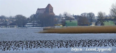 Tysiące ptaków na Kaczym Winklu