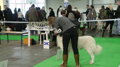 III Karnawałowa Zimowa Wystawa Psów Rasowych