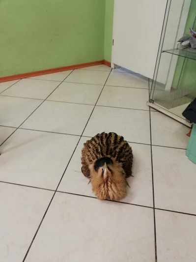 Miniatura