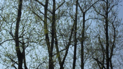 Wiosna w Rumi