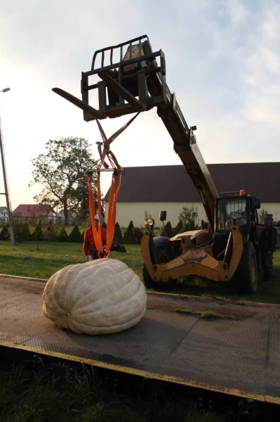 Ma prawie pół tony! Rekordowo duża dynia w Łebczu (fot. 24kaszuby)