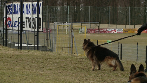 Ćwiczenia policji na stadionie Gryfa Orlex