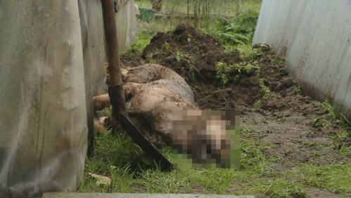 Wejherowo: Chciał ulżyć w cierpieniu, a zadał katusze