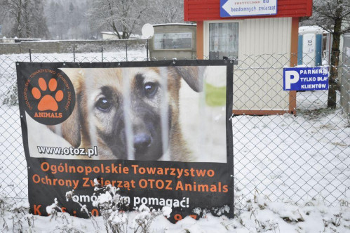 Wizyta w przytulisku w Dąbrówce