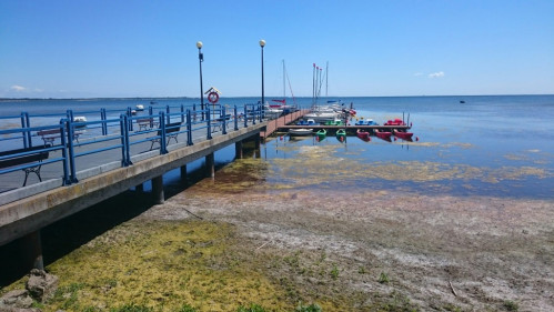 Gnijąca plaża w Swarzewie