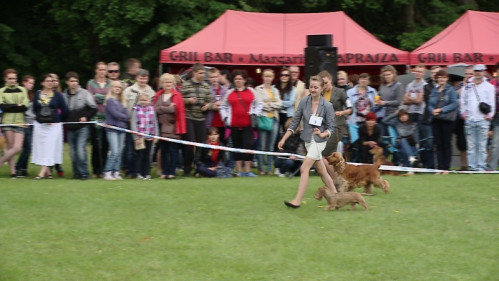 XVII Krajowa Wystawa Psów Rasowych w Kolibkach