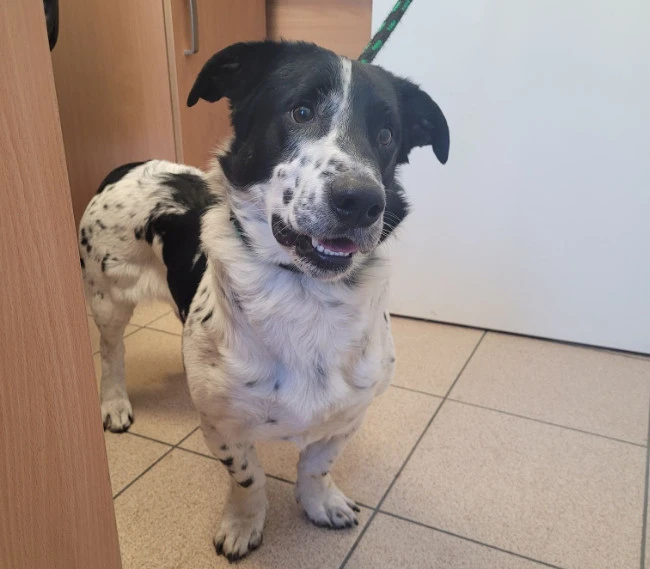 Facebook.com/ OTOZ Animals - Schronisko 