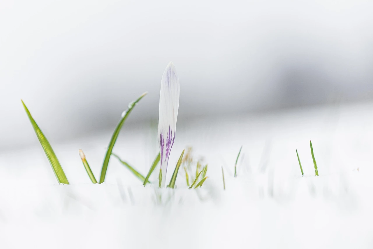 fot. pixabay. com 