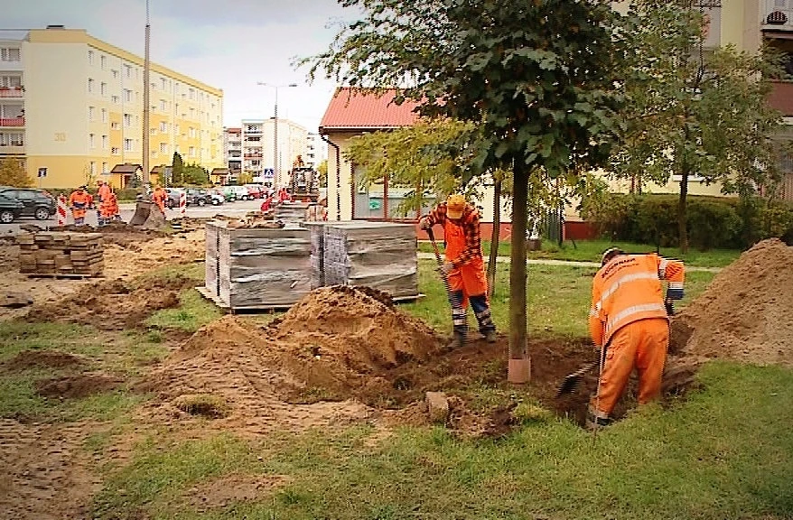 Drzewa na drodze samochodowego parkingu