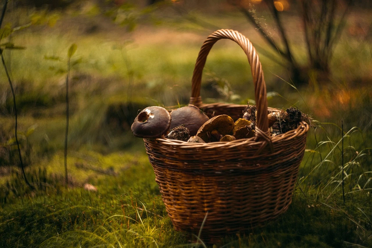 źródło: pixabay