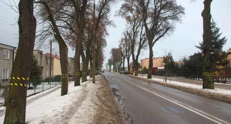 Opinia dendrologa - drzewa na 12 marca do wycinki