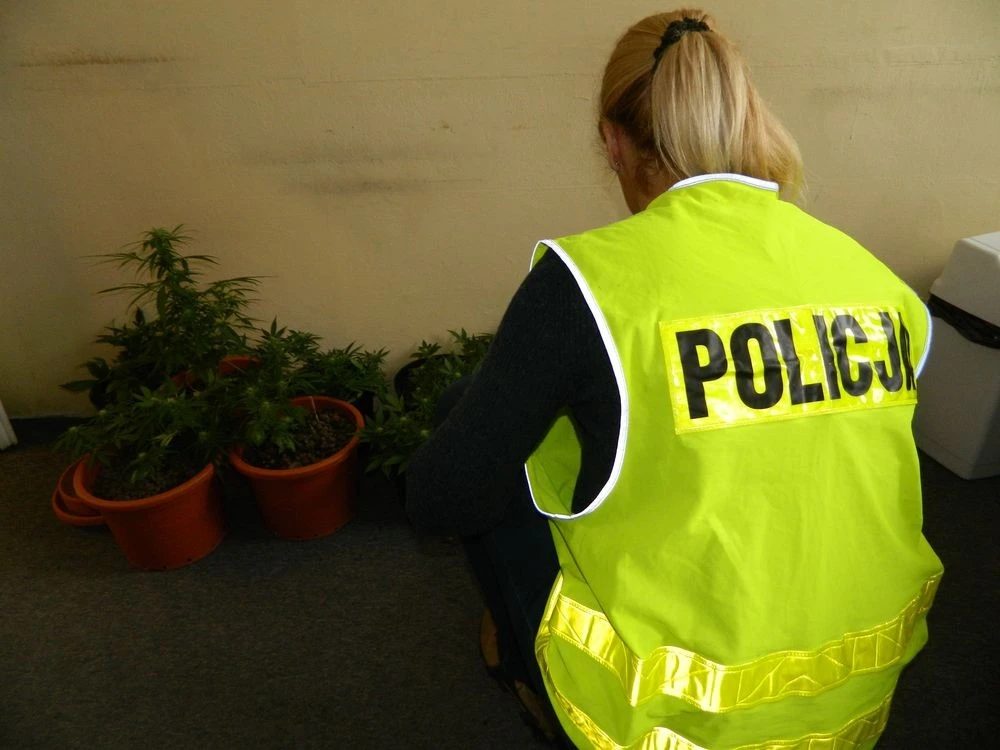 Wejherowo: Odpowie za uprawę 11 krzewów marihuany