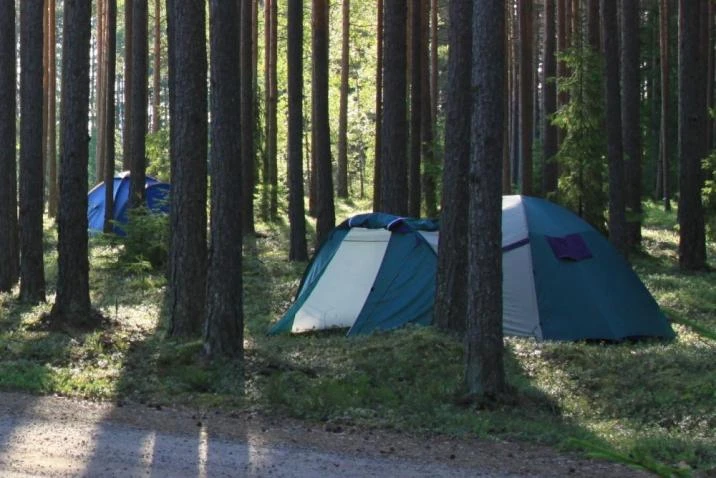 Źródło: Nadleśnictwo Strzebielino 