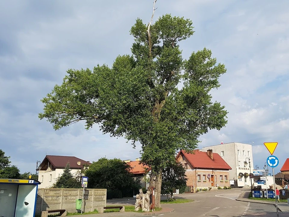 źródło: UM Hel