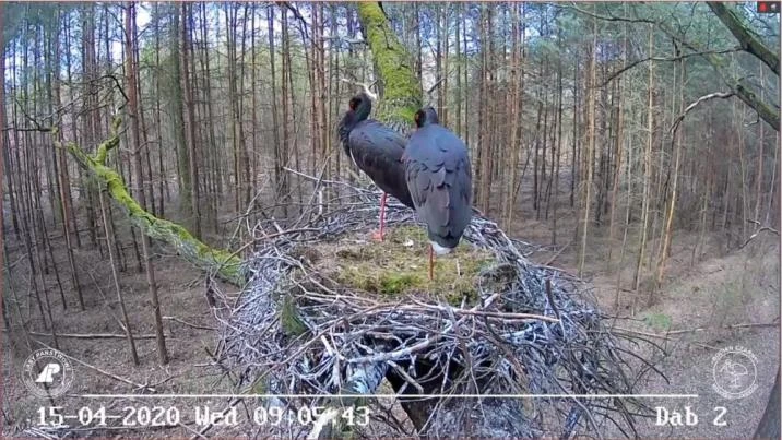 Źródło:Nadleśnictwo Wejherowo