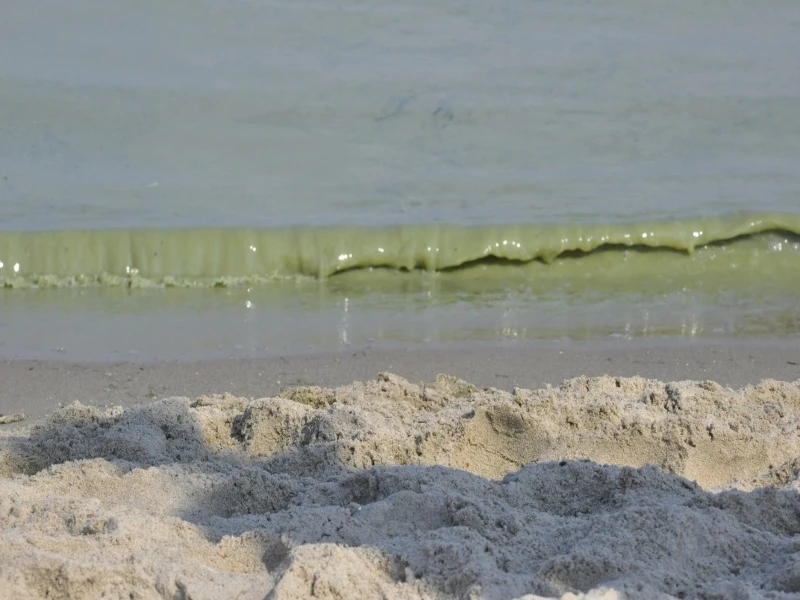 Trójmiejskie plaże wolne od sinic
