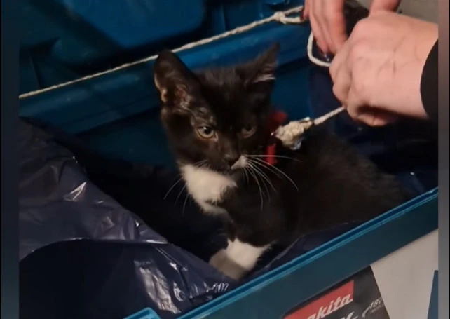 źródło: OTOZ Animals Tczew / zrzut ekranu