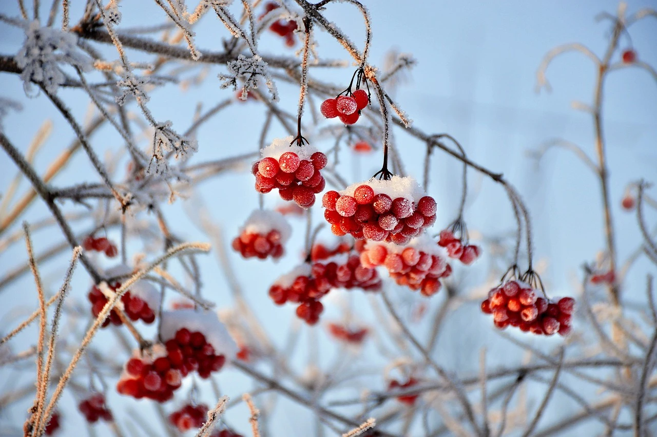 fot. pixabay.com
