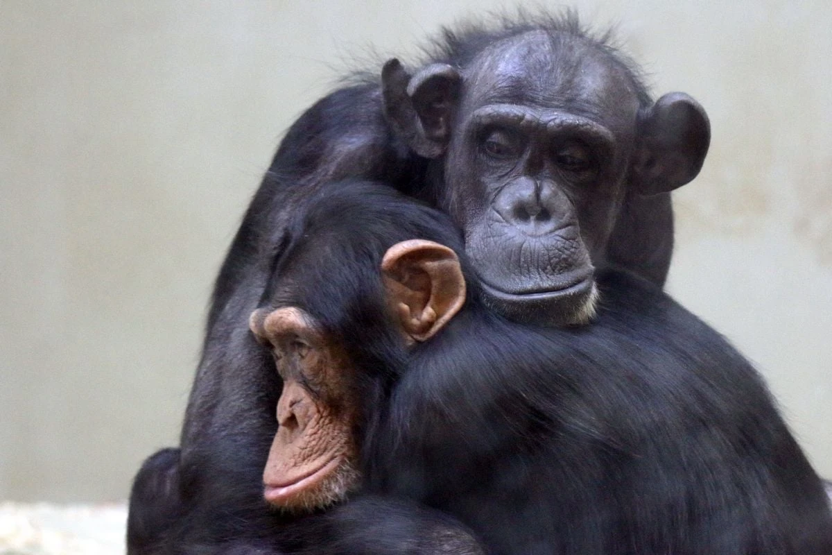 Źródło:Gdański Ogród Zoologiczny/facebook