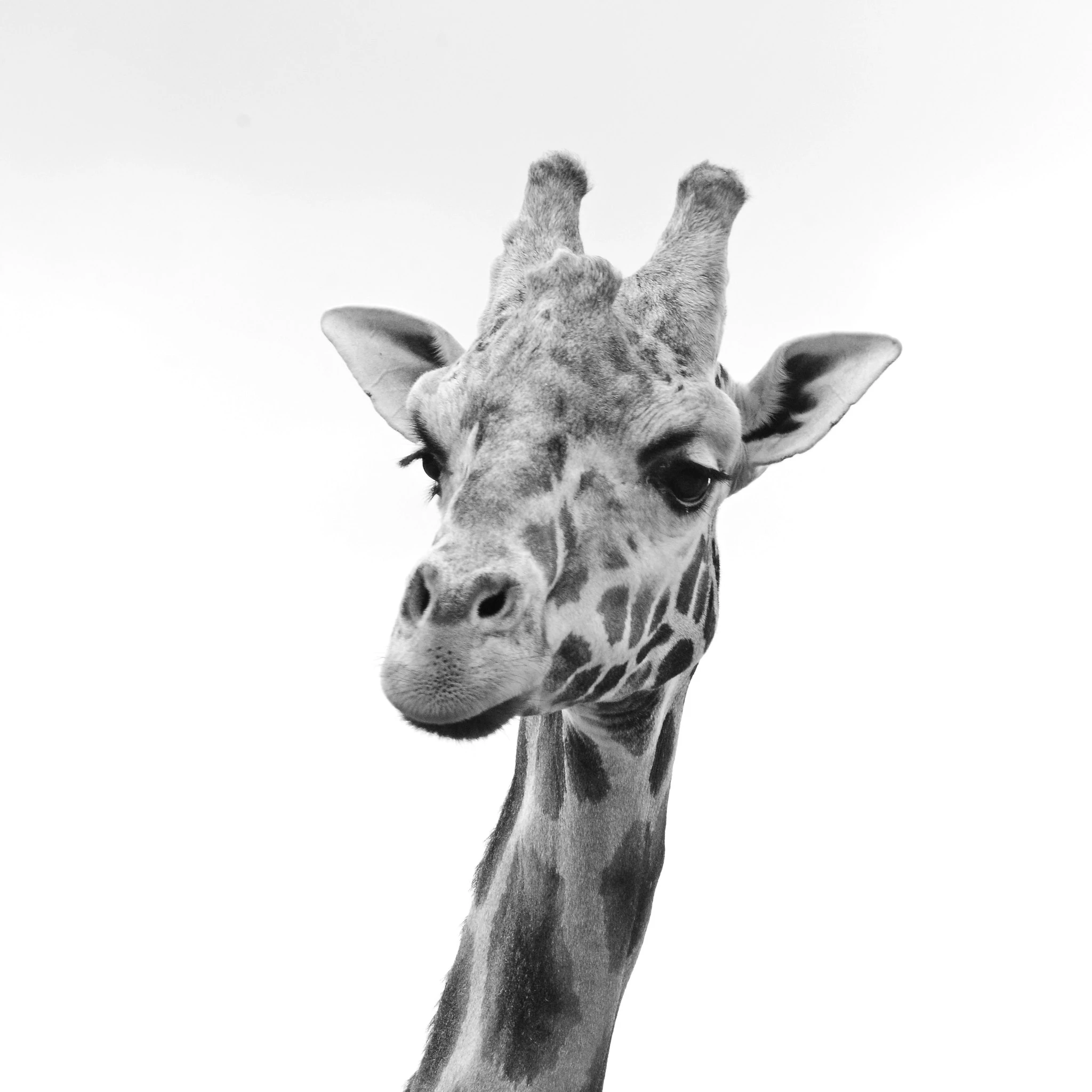 źródło: Facebook/Gdański Ogród Zoologiczny