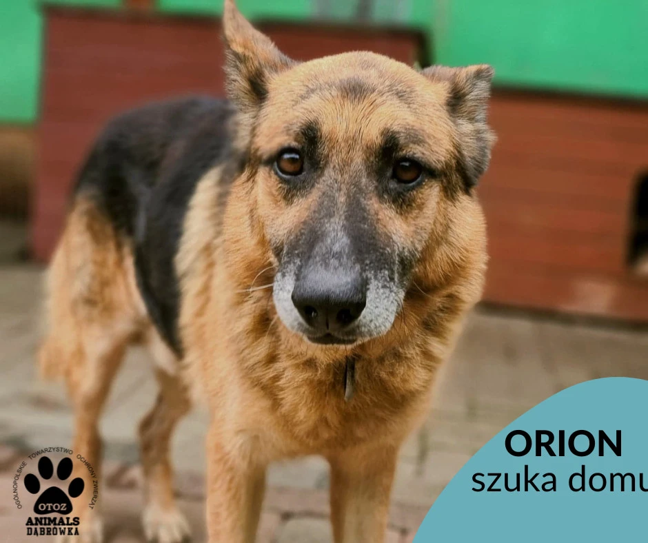 Fot. Schronisko Dąbrówka 