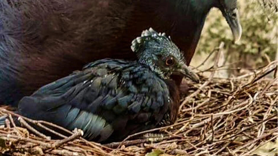 mat. Gdański Ogród Zoologiczny