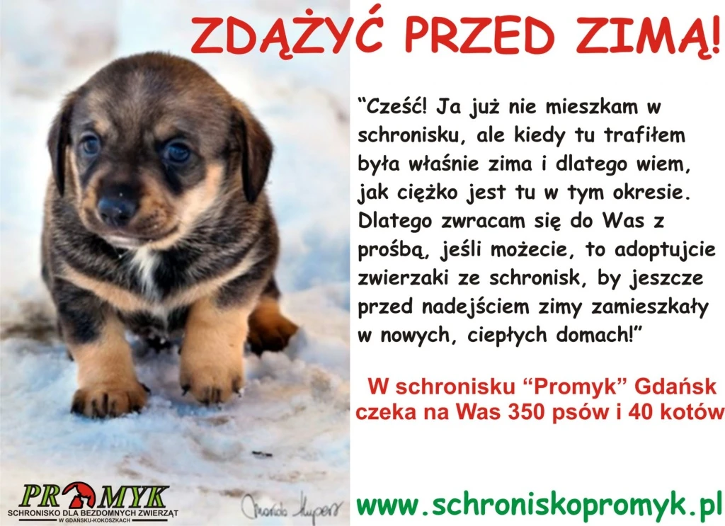 Pomóżmy zwierzakom z gdańskiego schroniska