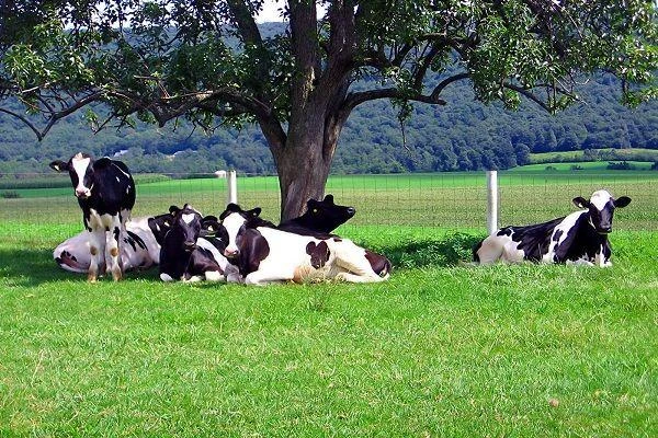Gmina Choczewo: Biogazownie na Pomorzu