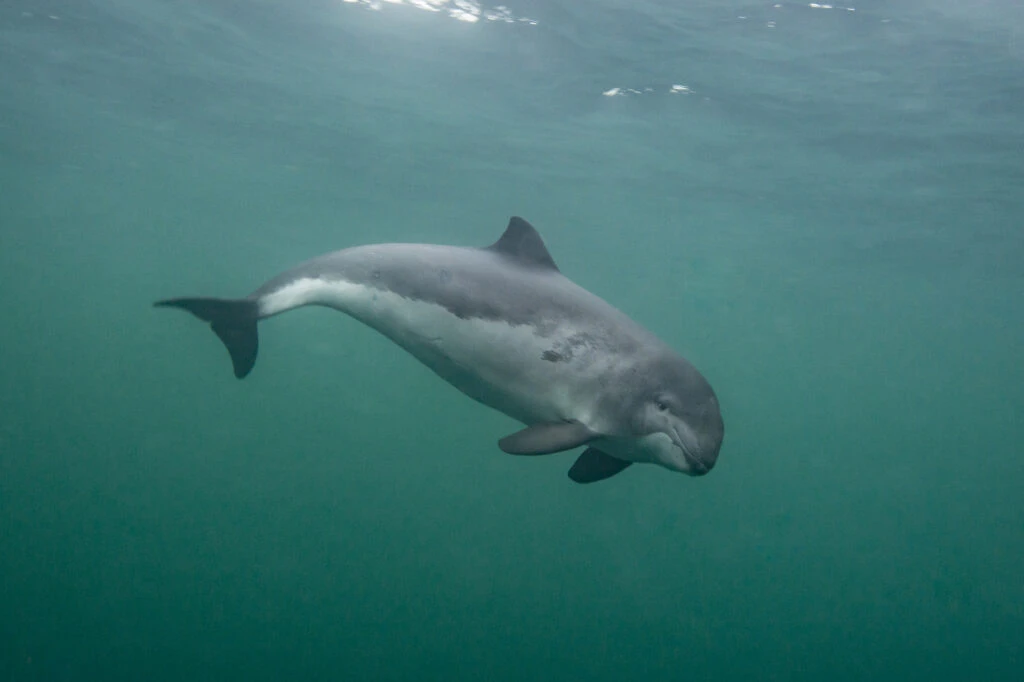 Morświn/ Fot. WWF