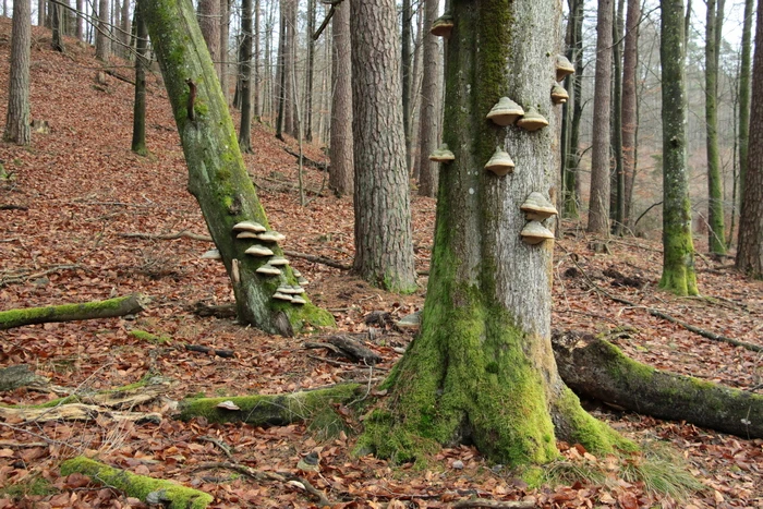 Fot. Nadleśnictwo Strzebielino 