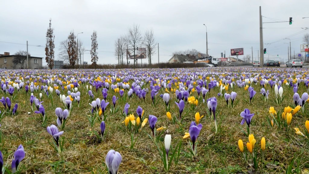 fot. Dorota Nelke/gdynia.pl