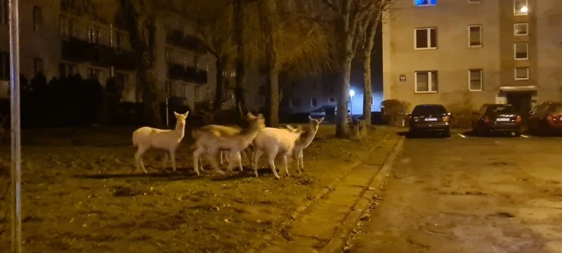 Źródło: SM w Wejherowie