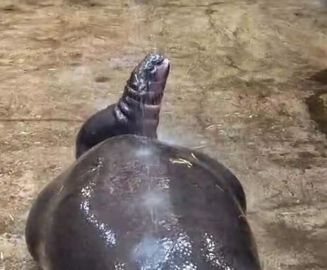 fot. Gdański Ogród Zoologiczny 