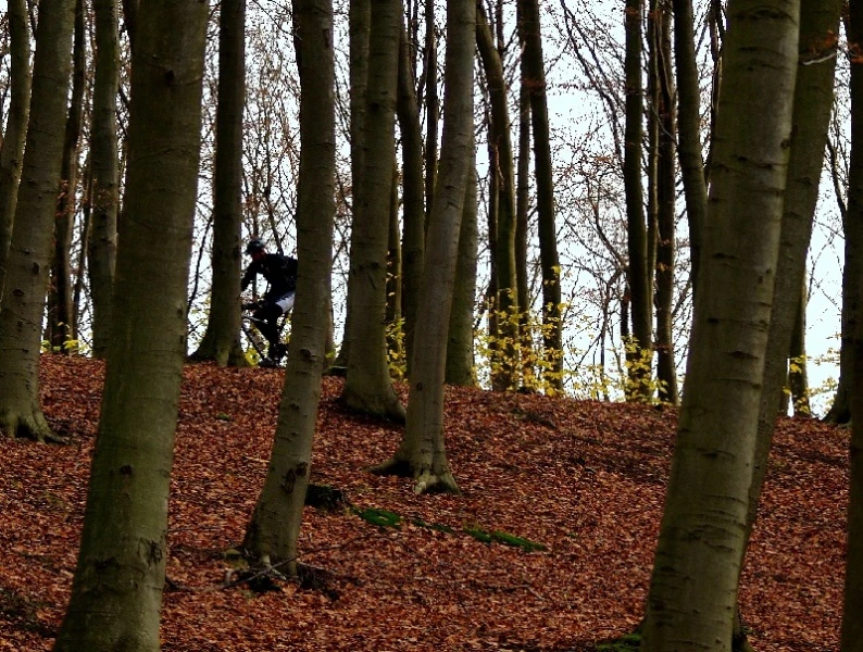 Rowerowy maraton po lesie