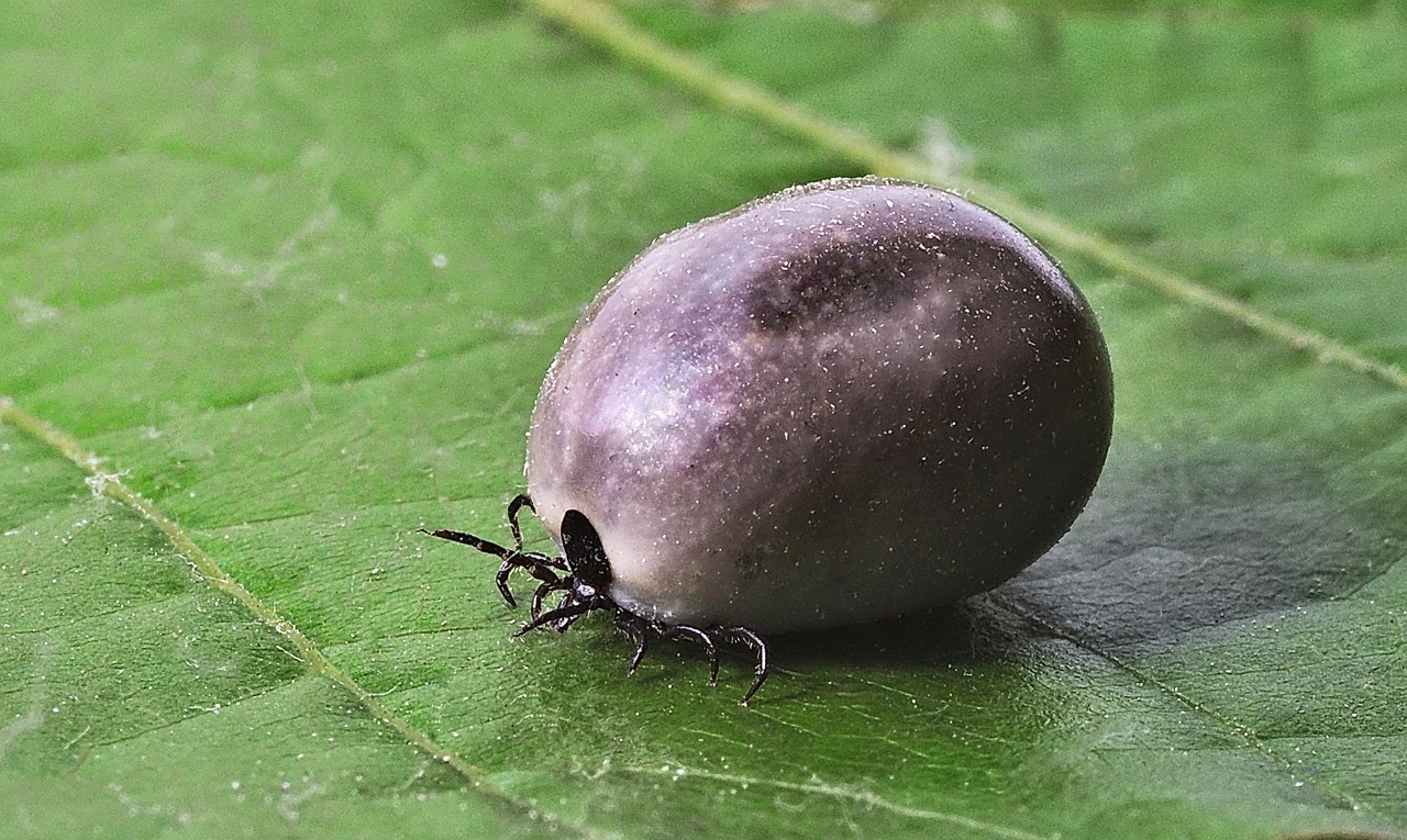 Zdjęcie ilustracyjne/ Fot. pixabay.com