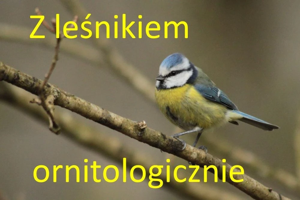 źródło: Nadleśnictwo Strzebielino