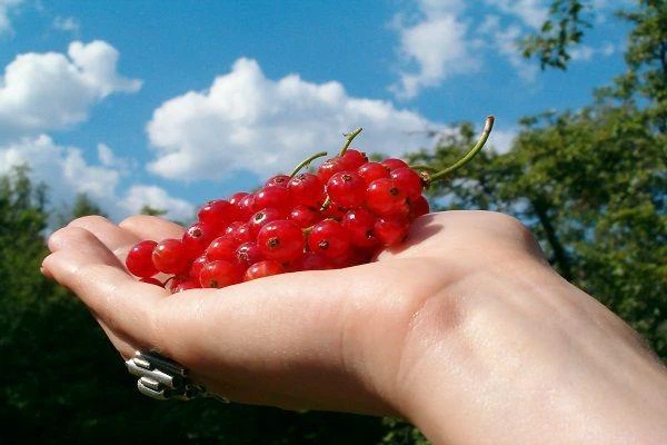 Zgrabna sylwetka kontra wakacyjne posiłki