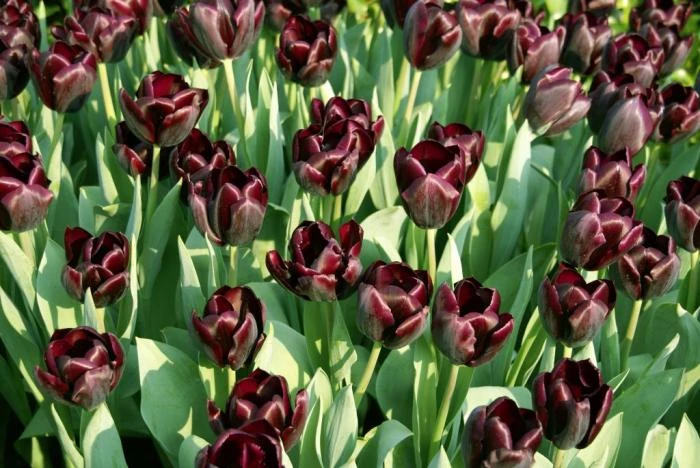 Gdynia: Czarne tulipany przed sądem
