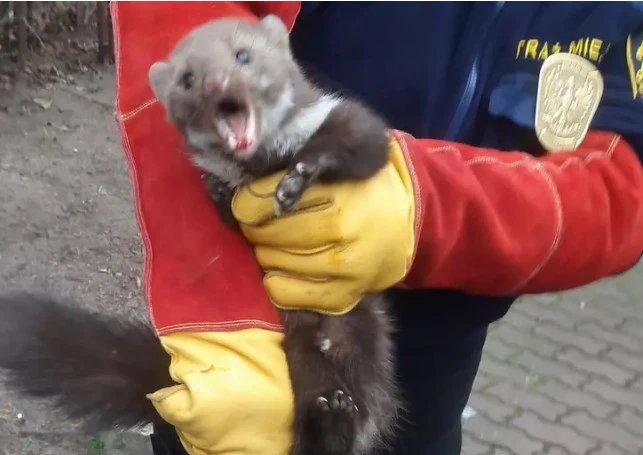Fot. SM Gdańsk