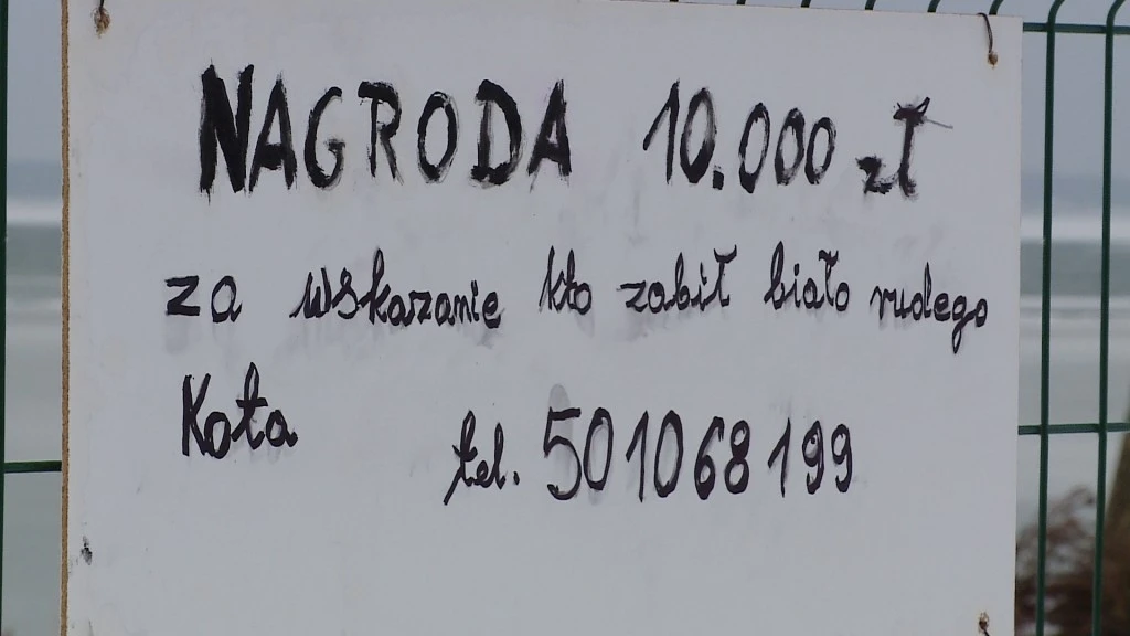 10 tys. złotych za schwytanie zabójcy kota