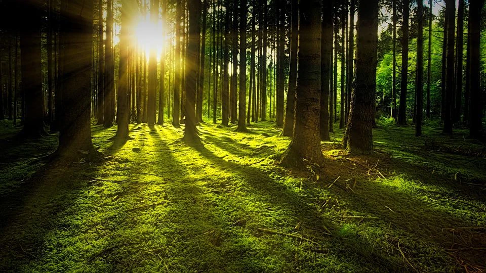Fot. pixabay.com