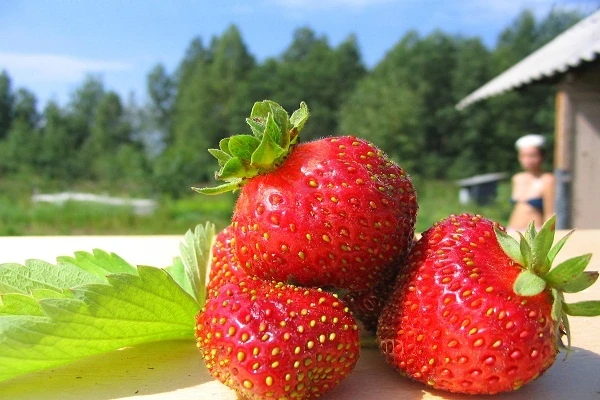 Kaszëbskô malëna smakuje kibicom