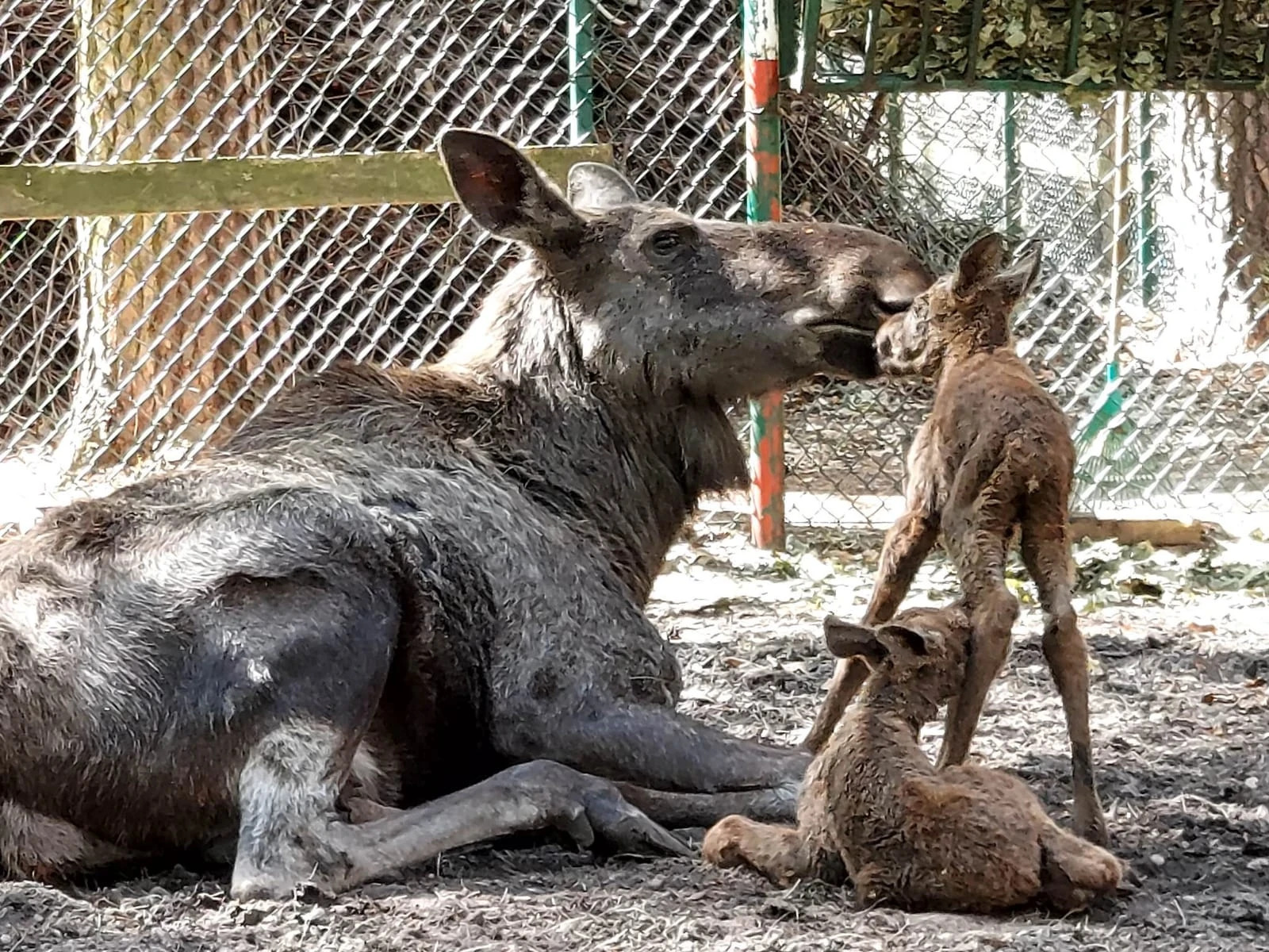 Gdański Ogród Zoologiczny