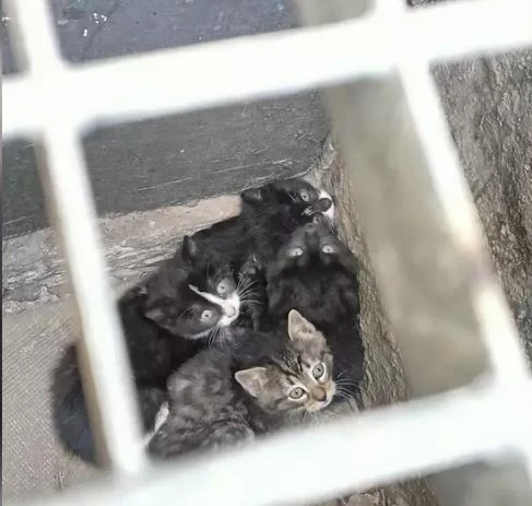 fot. Straż Miejska w Gdańsku 