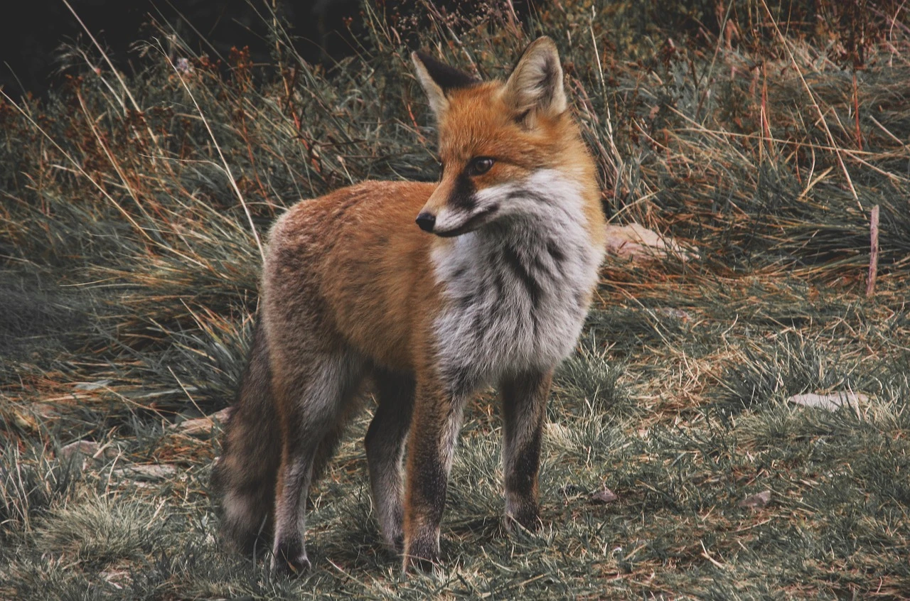 fot. pixabay.com
